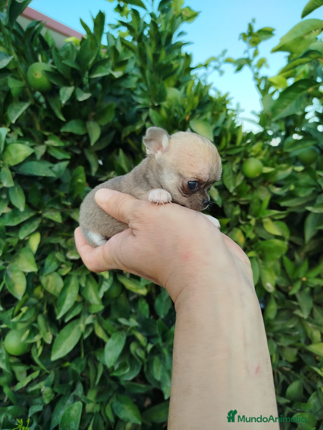 Chihuahua perros en venta: Chihuahua toy  - Imagen 5