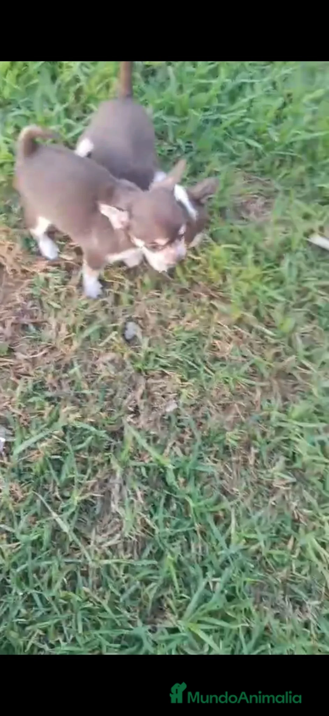 Chihuahua perros en venta: Chihuahua toys chocolate  - Anuncio 2