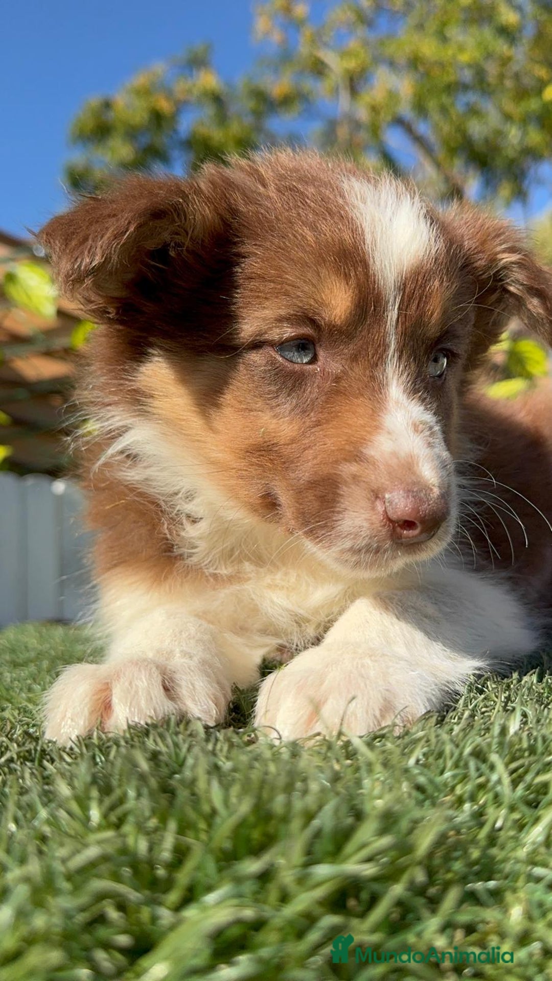 Border Collie perros en venta: BORDER COLLIE HEMBRA - Anuncio 14