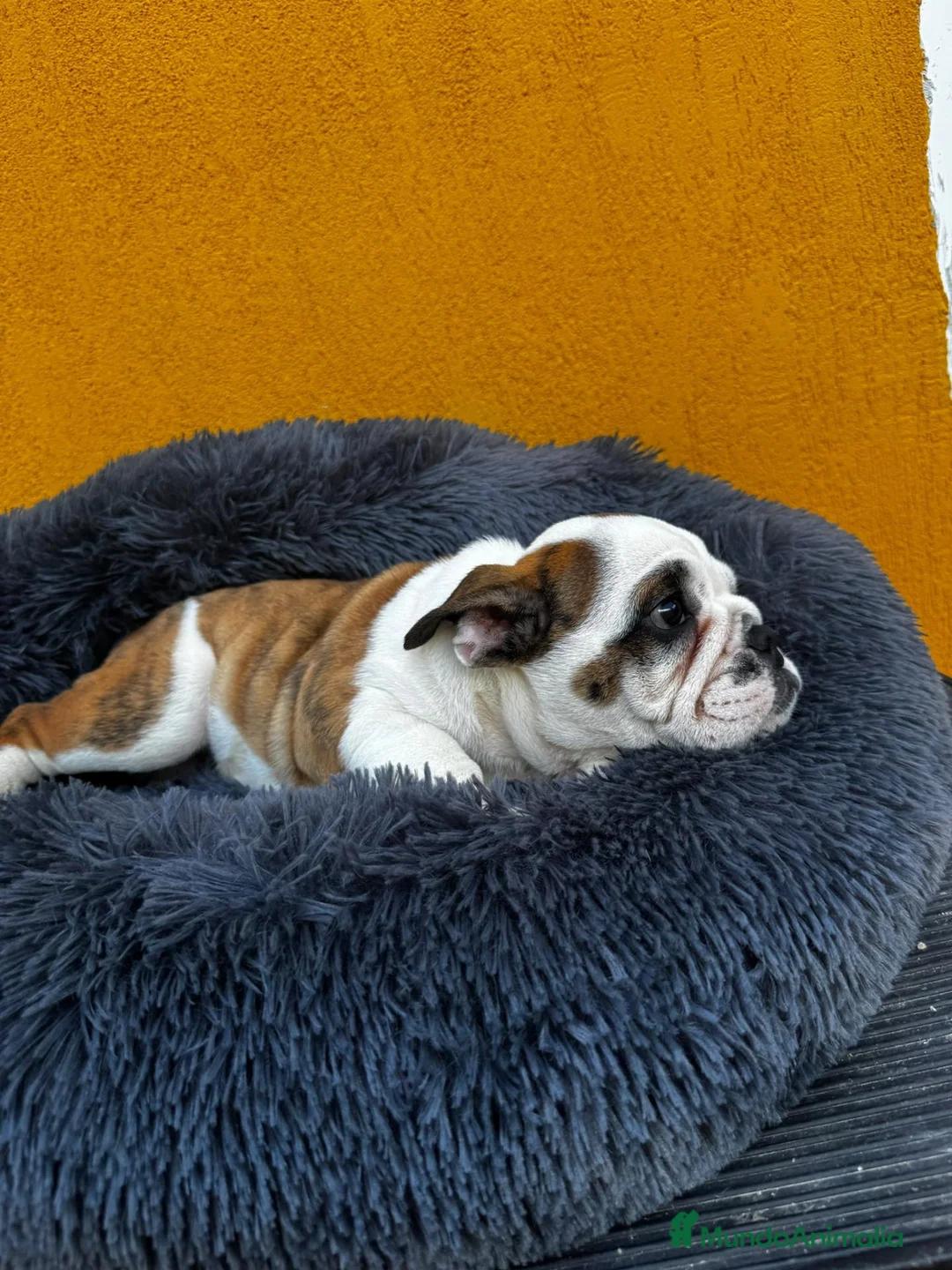 Bulldog Inglés perros en venta: Macho bulldog ingles - Anuncio 2
