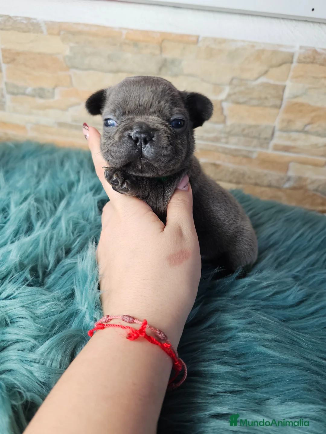 Bulldog Francés perros en venta: Bulldog francés blue y blue merle - Anuncio 2