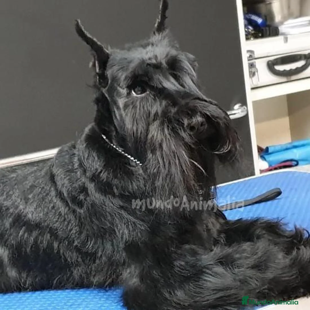 Imagen de galería {{count}}