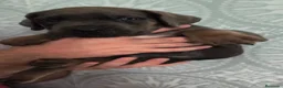 Cane Corso perros en venta: Cane corso hijos de campeones  - Anuncio 8