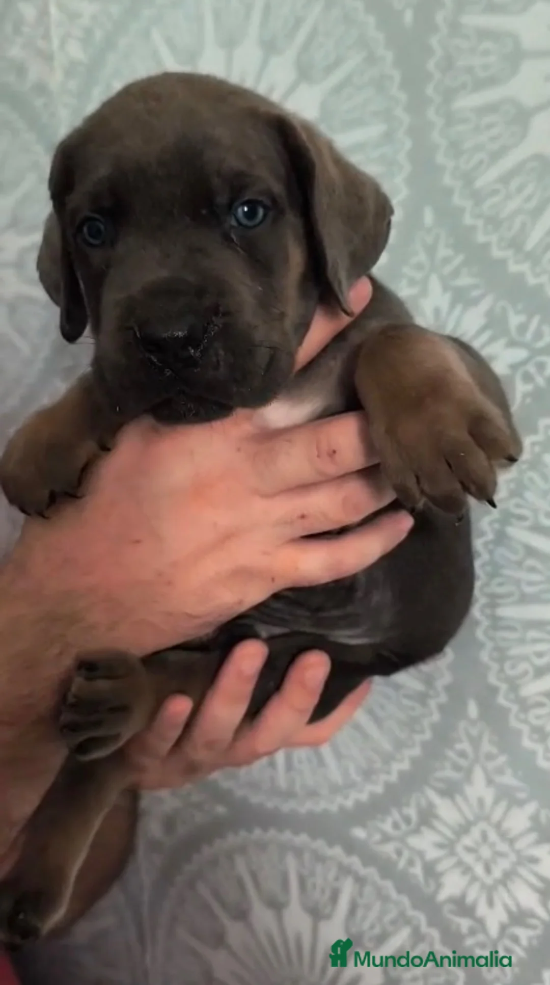 Cane Corso perros en venta: Cane corso hijos de campeones  - Anuncio 8