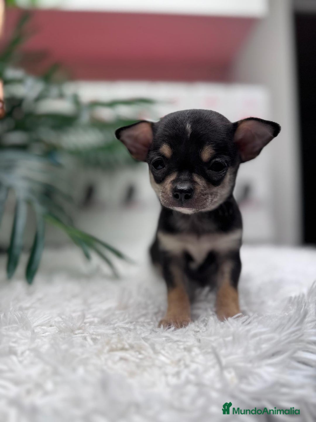 Chihuahua perros en venta: CHIHUAHUA MACHO - Anuncio 3