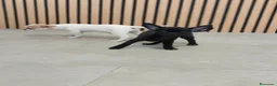 Chihuahua perros en venta: Chihuahua Toy Machitos - Anuncio 7