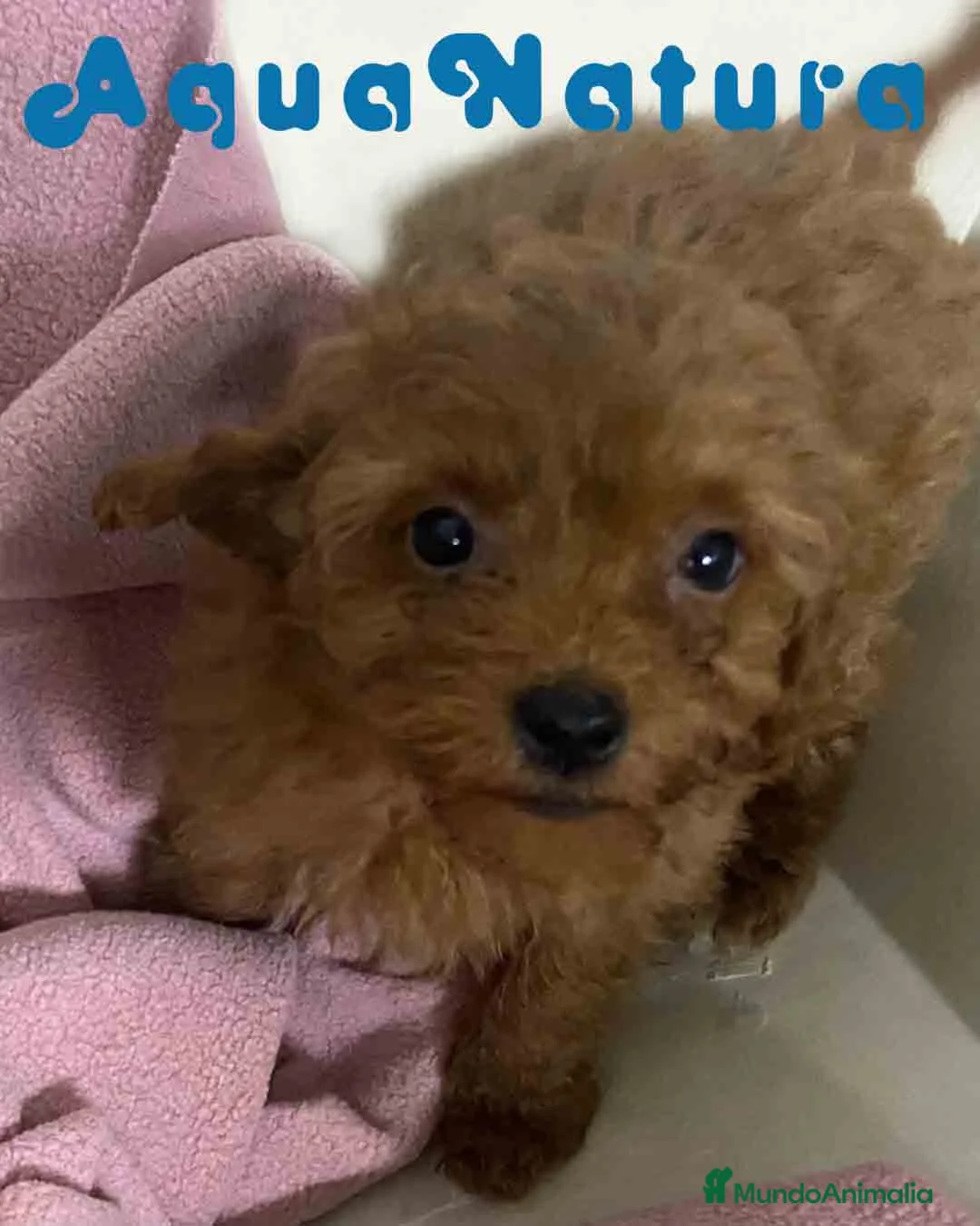 Caniche Toy perros en venta: Caniche Hembra de Bella y Can 2 AQUANATURA - Anuncio 5