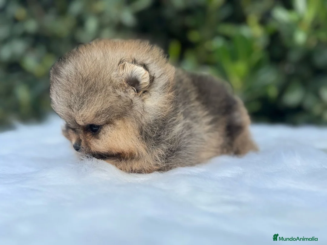 Pomerania perros en venta: AUTENTICOS POMERANIA, LOS MAS MINIATURAS. en Málaga - Anuncio 10