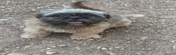 Shih Tzu perros en venta: Machitos de shih tzu - Anuncio 2
