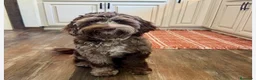 Caniche Mediano perros en venta: Caniche mediano - Anuncio 1