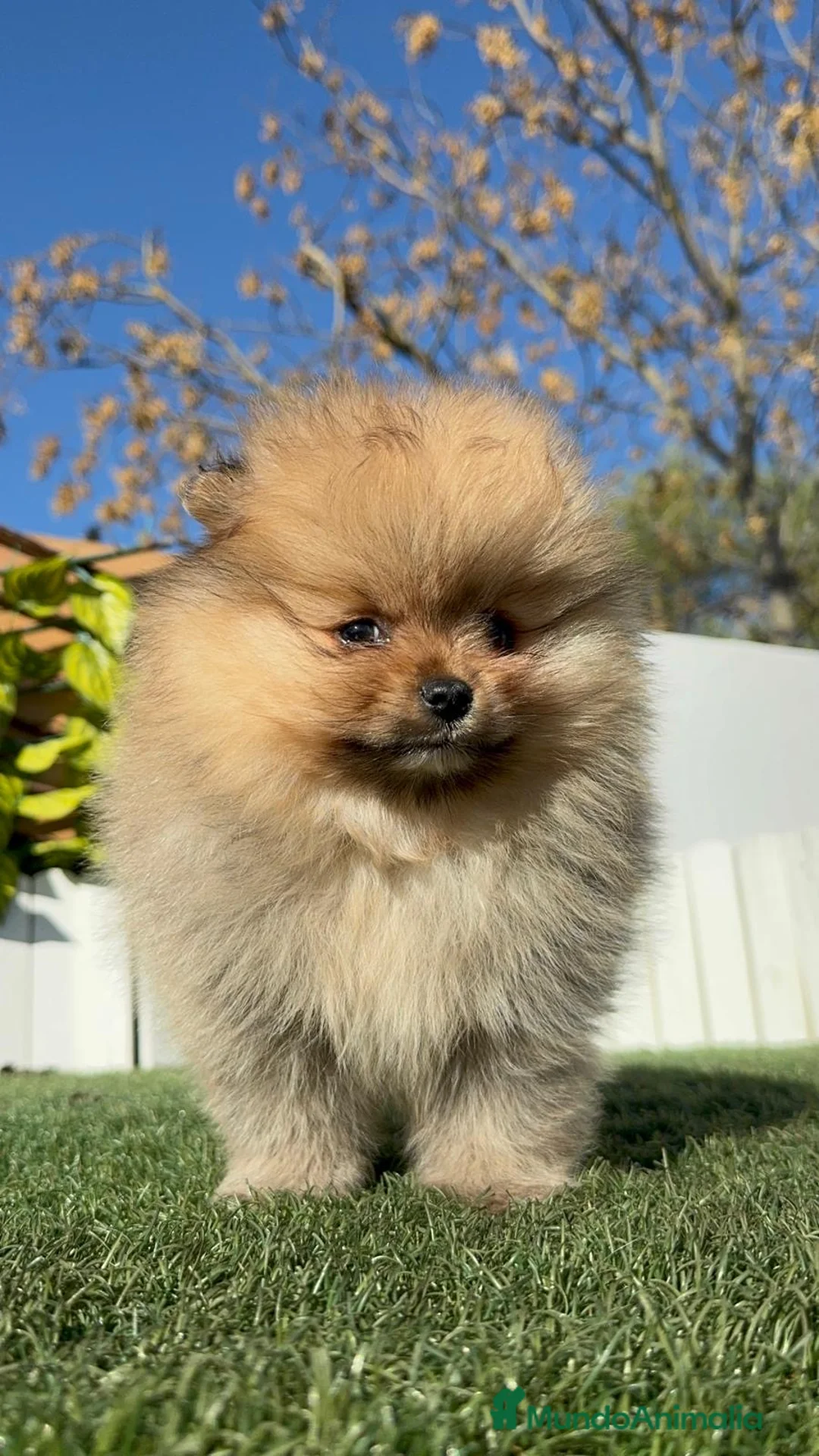 Pomerania perros en venta: POMERANIA  - Anuncio 11