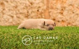 Pequeño Lebrel Italiano perros en venta: Hembra piccolo lebrel italiano  - Imagen 3