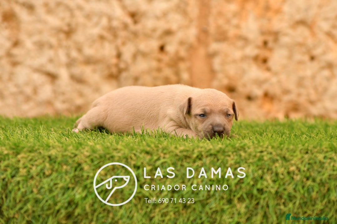 Pequeño Lebrel Italiano perros en venta: Hembra piccolo lebrel italiano  - Imagen 3
