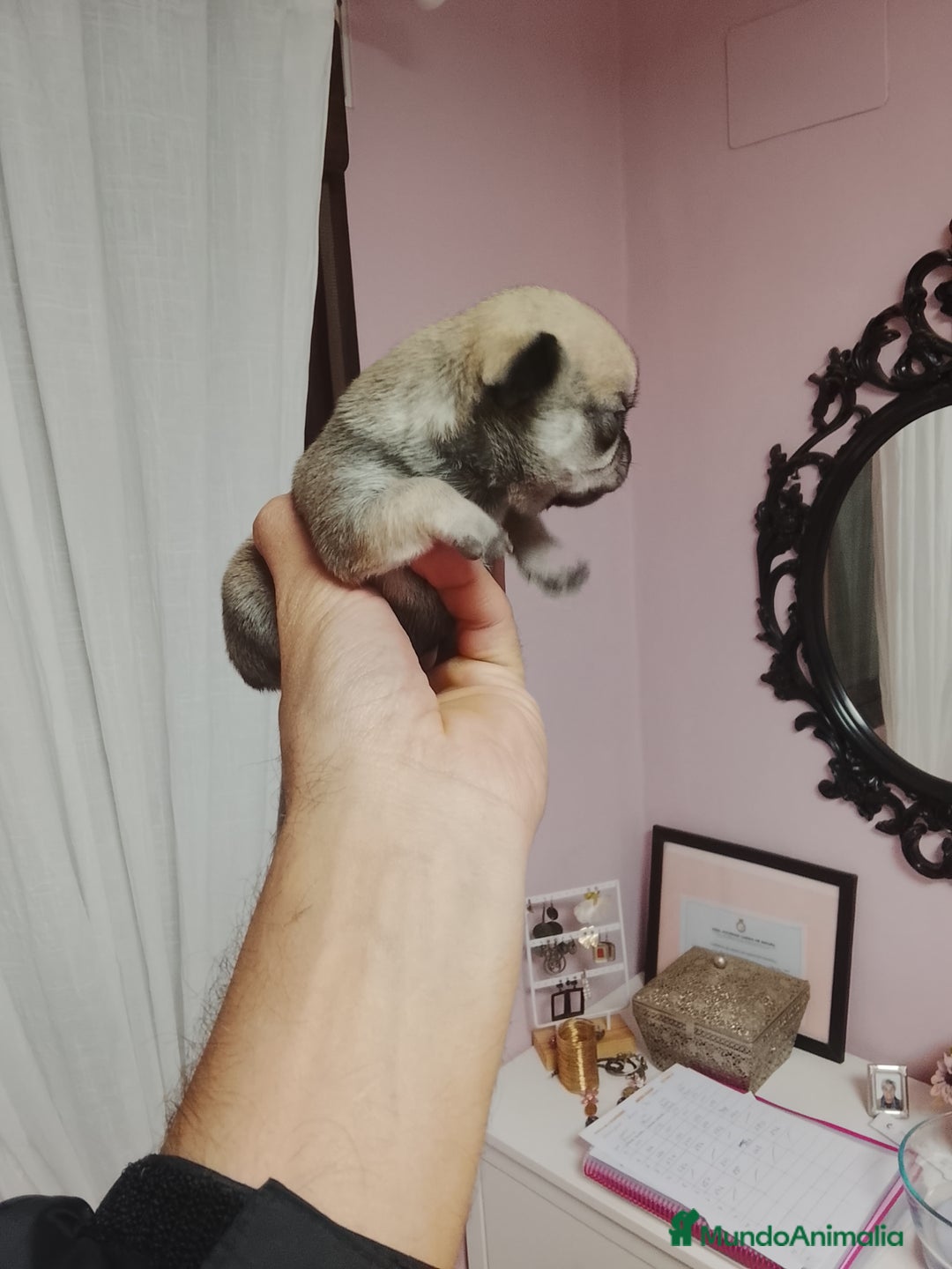Chihuahua perros en venta: Chihuahua toy cabeza manzana - Anuncio 3