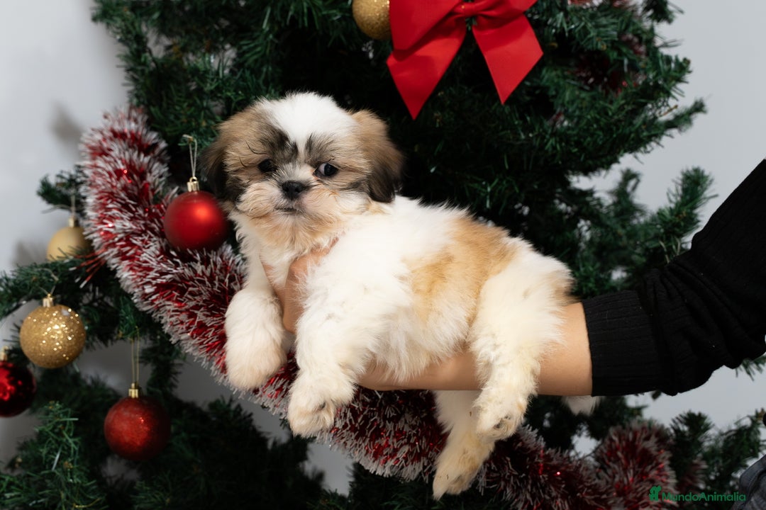 Shih Tzu perros en venta: Camada de Shih Tzu  - Anuncio 3