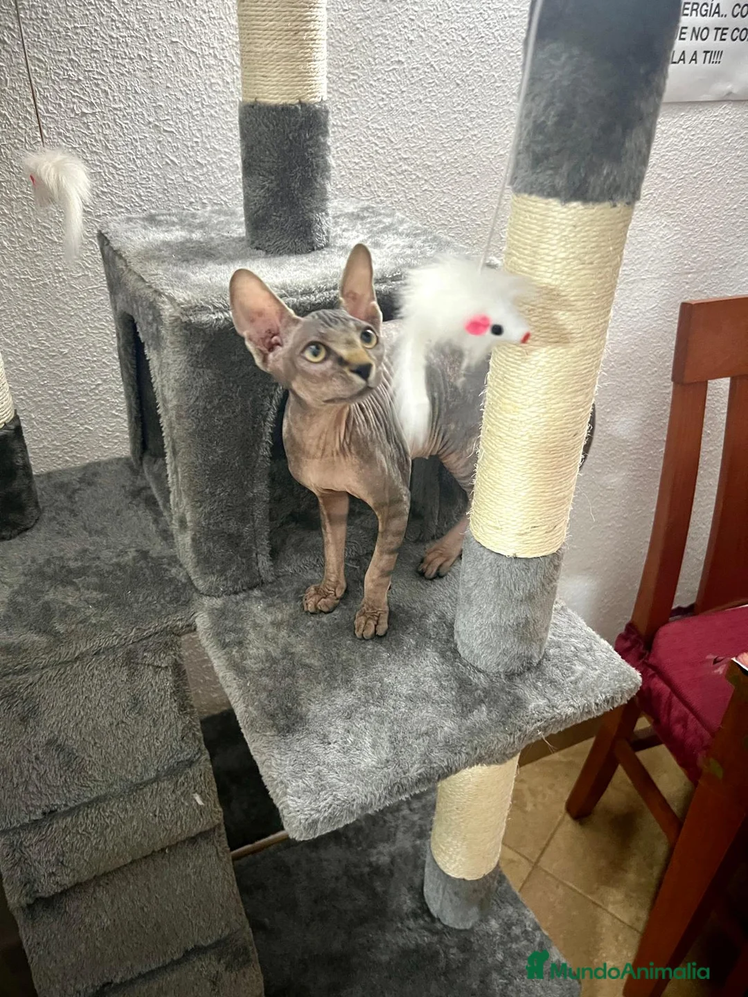 Mau Egipcio gatos para monta: Gata egipcia - Anuncio 3