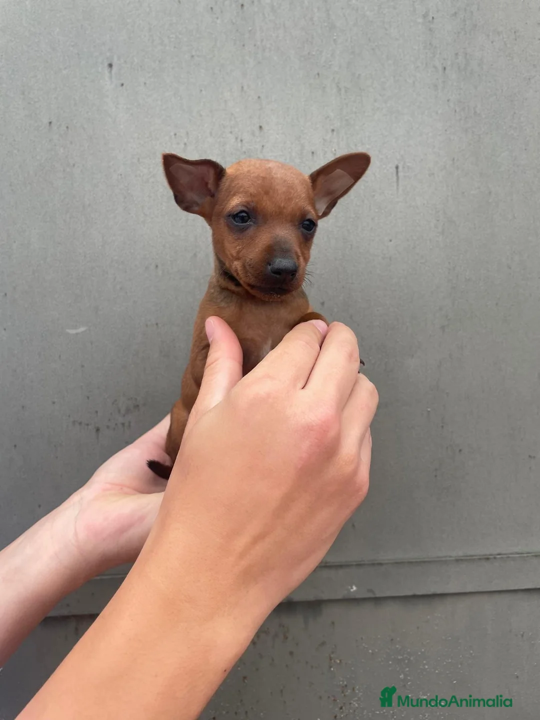 Pinscher Miniatura perros en venta: Disponible pinscher miniatura - Anuncio 1