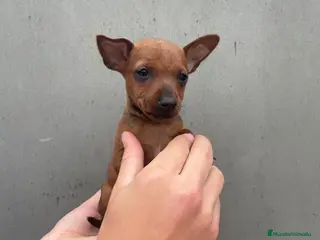 Pinscher Miniatura perros en venta: Disponible pinscher miniatura - Anuncio 1