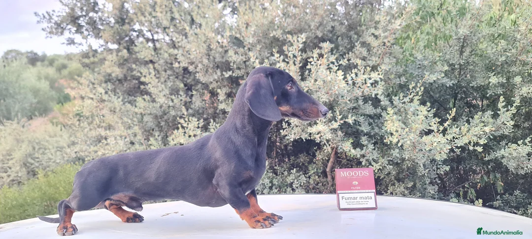 Imagen de galería {{count}}