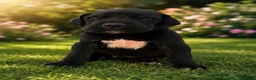 Dogo Alemán perros en venta: Dogo alemán / gran danés  - Anuncio 3