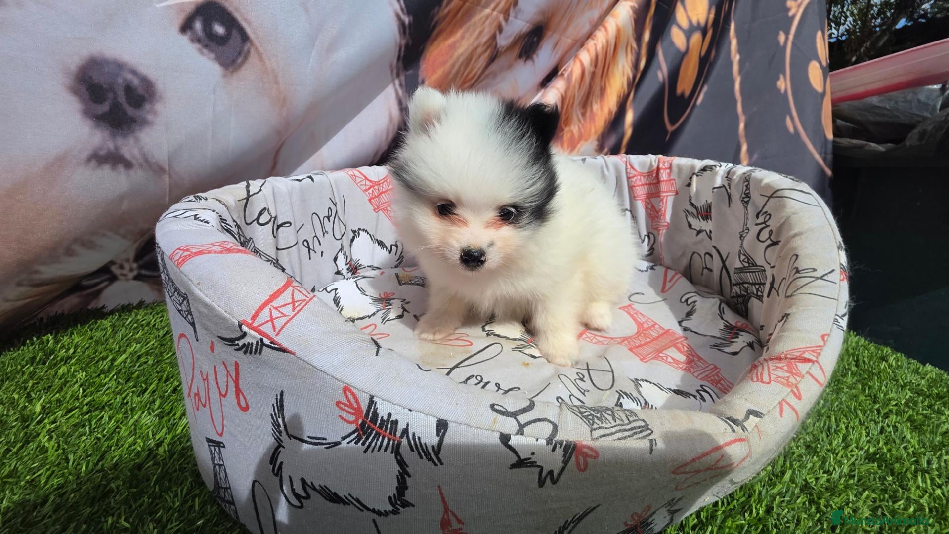 Pomerania perros en venta: Pomerania party Benidorm  604370339  - Anuncio 1