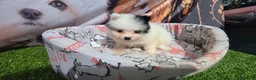 Pomerania perros en venta: Pomerania party Benidorm  604370339  - Anuncio 1