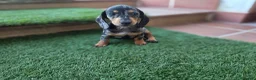 Teckel perros en venta: TECKEL MINIATURA ARLEQUIN - Anuncio 4