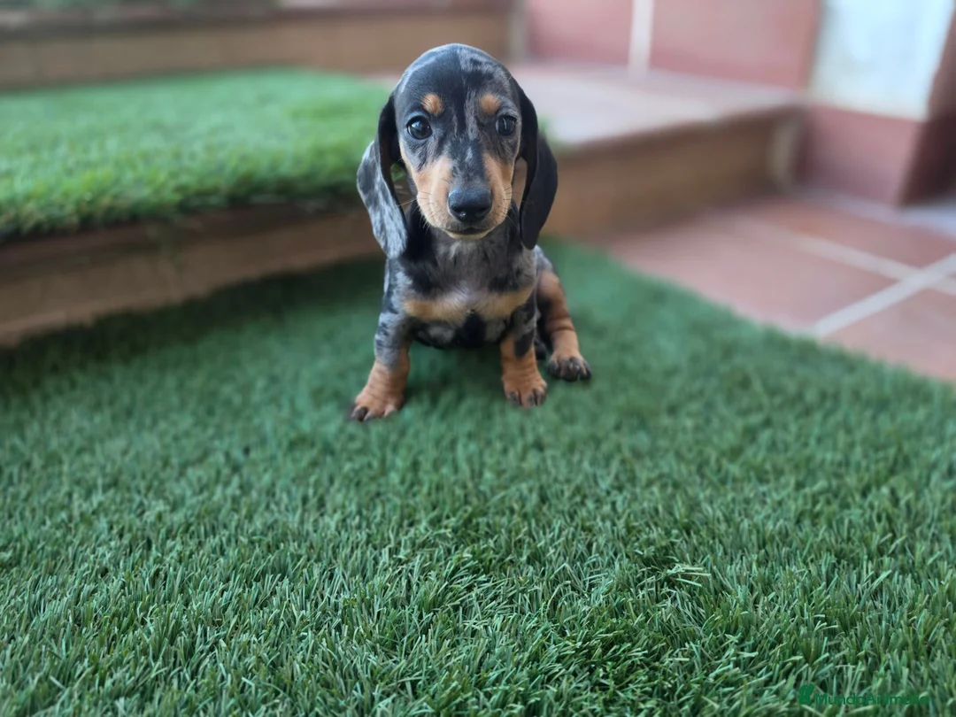 Teckel perros en venta: TECKEL MINIATURA ARLEQUIN - Anuncio 4