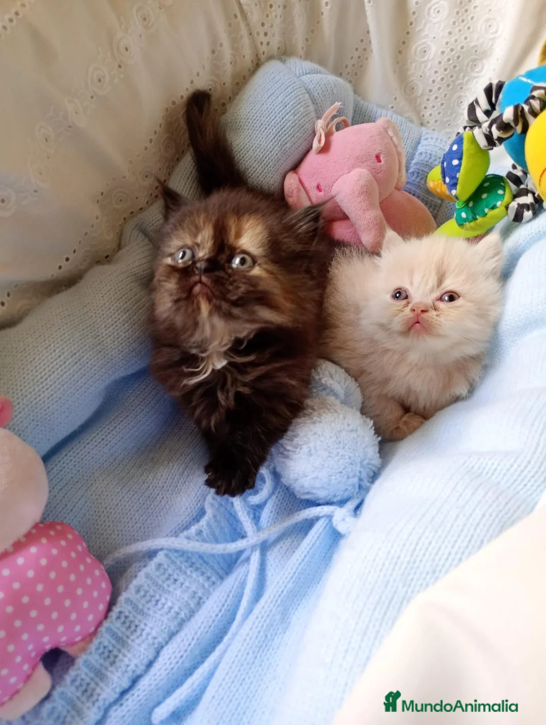 Himalayo gatos en venta: Imponible gatito perse malayo - Anuncio 1