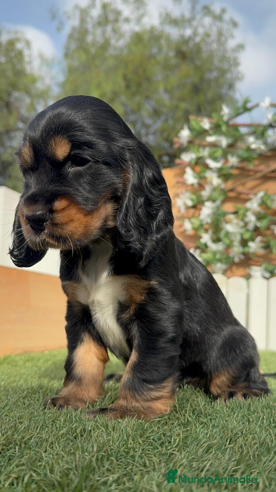 Cocker Spaniel Inglés perros COCKER SPANIEL INGLÉS  - Anuncio 1