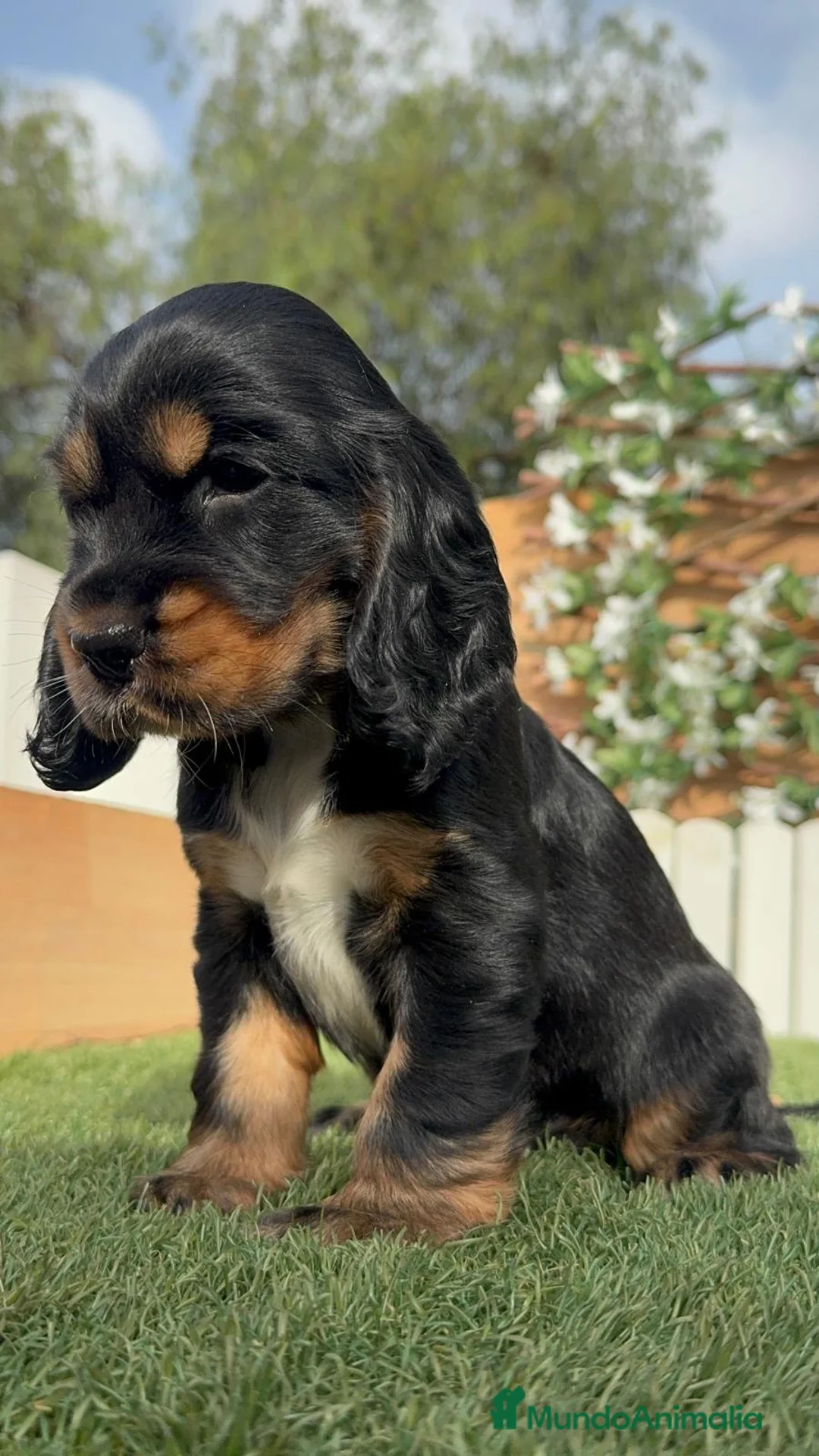 Cocker Spaniel Inglés perros en venta: COCKER SPANIEL INGLÉS  - Anuncio 1