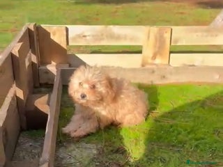 Caniche Toy perros Última caniche toy hembra!!! - Anuncio 2