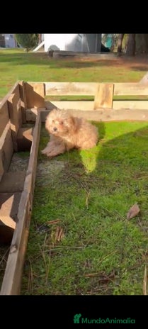 Caniche Toy perros Última caniche toy hembra!!! - Anuncio 4