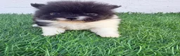Pomerania perros en venta: Pomerania - Anuncio 9