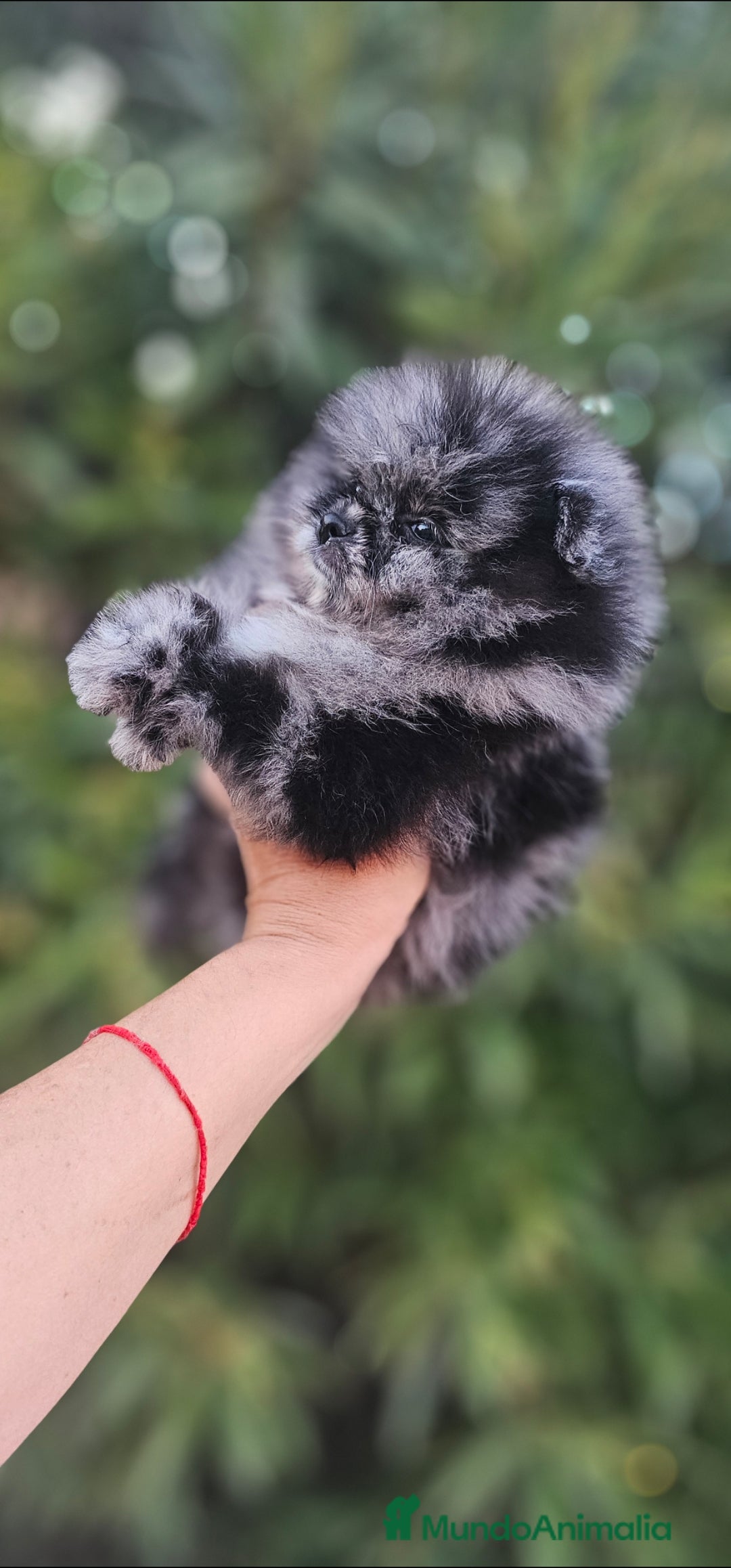 Pomerania perros en venta: ESPECTACULAR MACHITO POMERANIA MERLE  - Imagen 2
