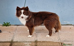 Border Collie perros en venta: Cachorros Border Collie - Imagen 2