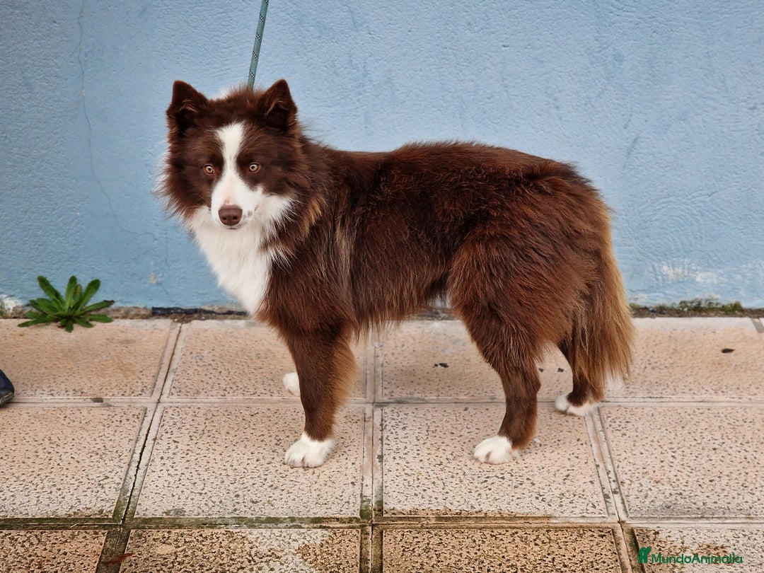 Border Collie perros en venta: Cachorros Border Collie - Imagen 2