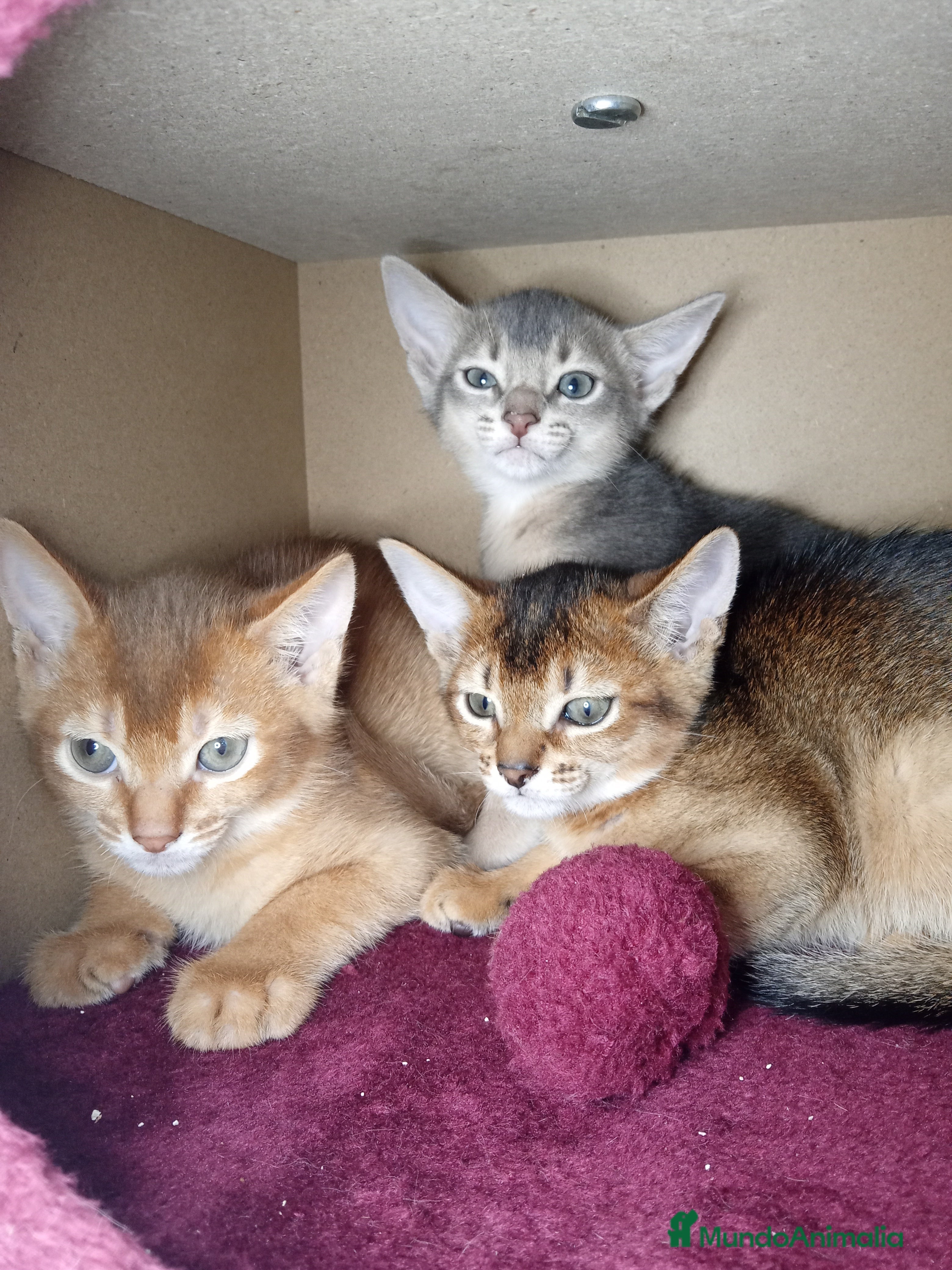 Abisinio gatos  Abisinio Macho de Mia 4176 - AQUANATURA en Barcelona - Anuncio 2