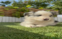 Border Collie perros en venta: BORDER COLLIE HEMBRA MERLE - Imagen 6