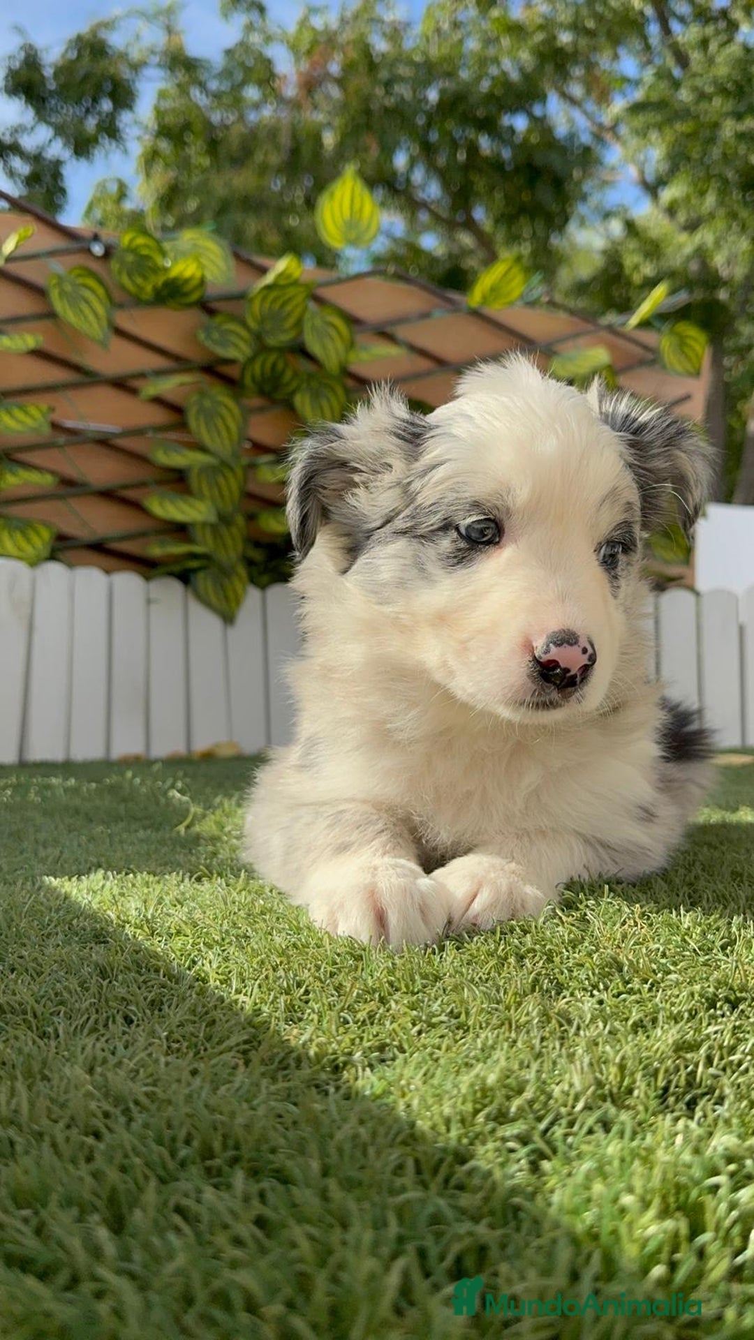 Border Collie perros en venta: BORDER COLLIE HEMBRA MERLE - Imagen 6