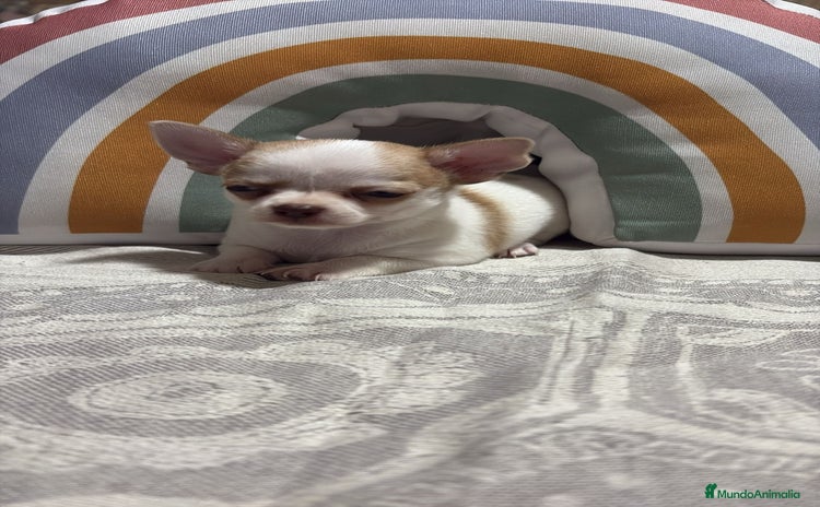 Chihuahua perros - Propaganda 2