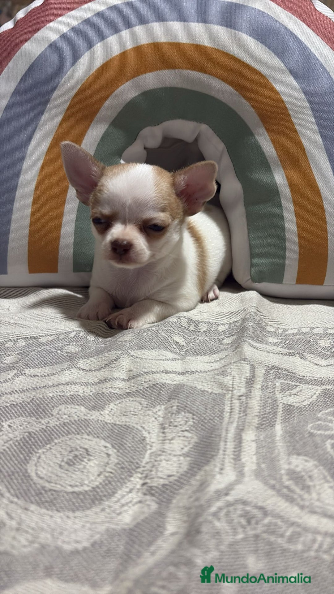 Chihuahua perros en venta: Exclusivos chihuahuas rusos - Imagen 1
