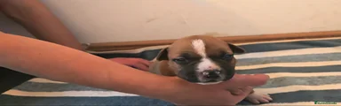American Staffordshire-Terrier Cachorro 1