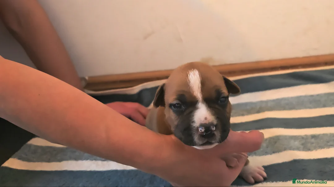 American Staffordshire-Terrier perros en venta: American staffordshire Terrier  - Anuncio 2
