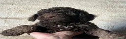 Perro de Agua Español perros en venta: Perro de Agua Español - Anuncio 3