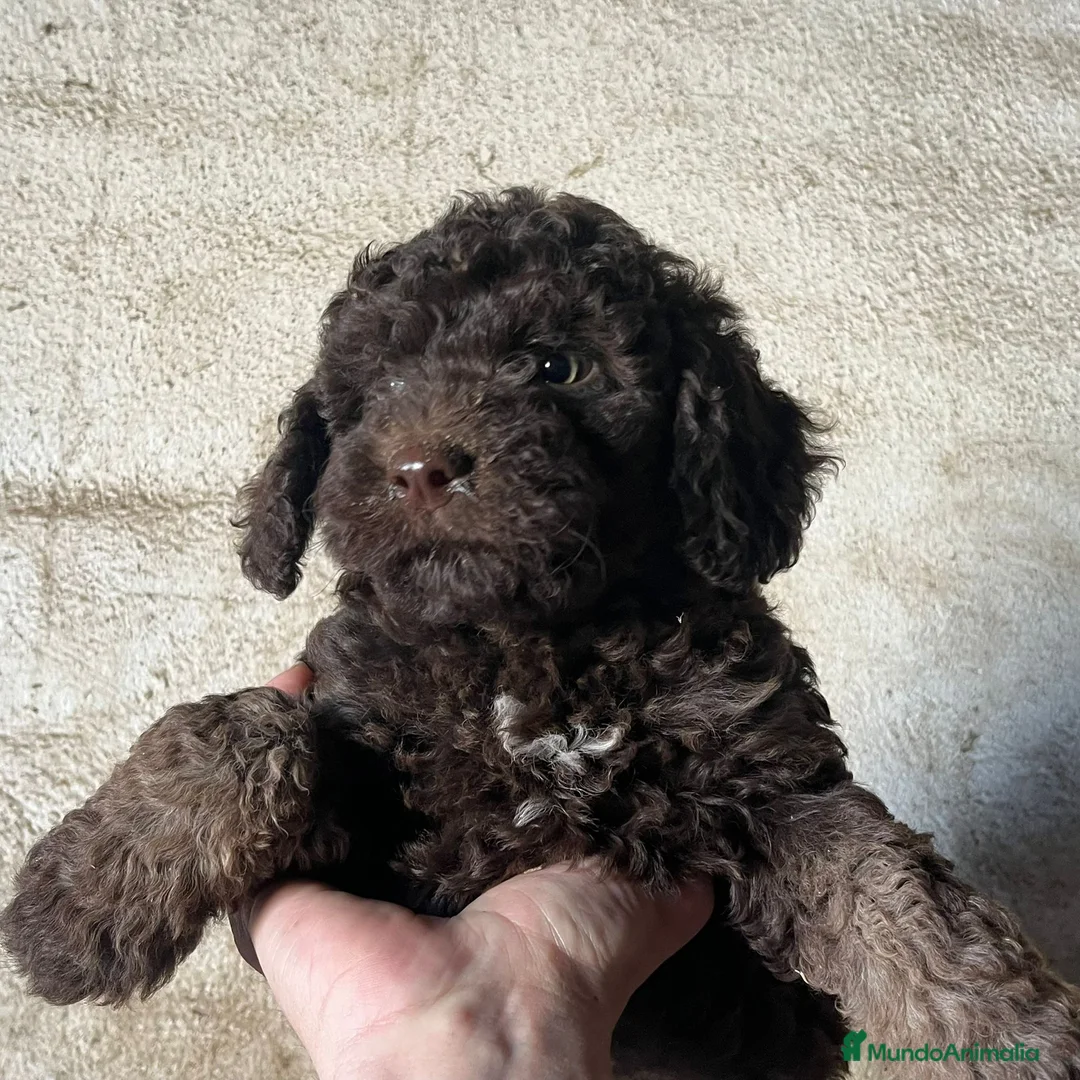 Perro de Agua Español perros en venta: Perro de Agua Español - Anuncio 3