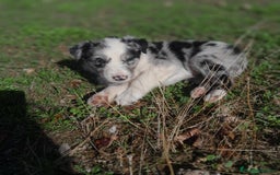 Border Collie perros en venta: BORDER COLLIE - Imagen 2