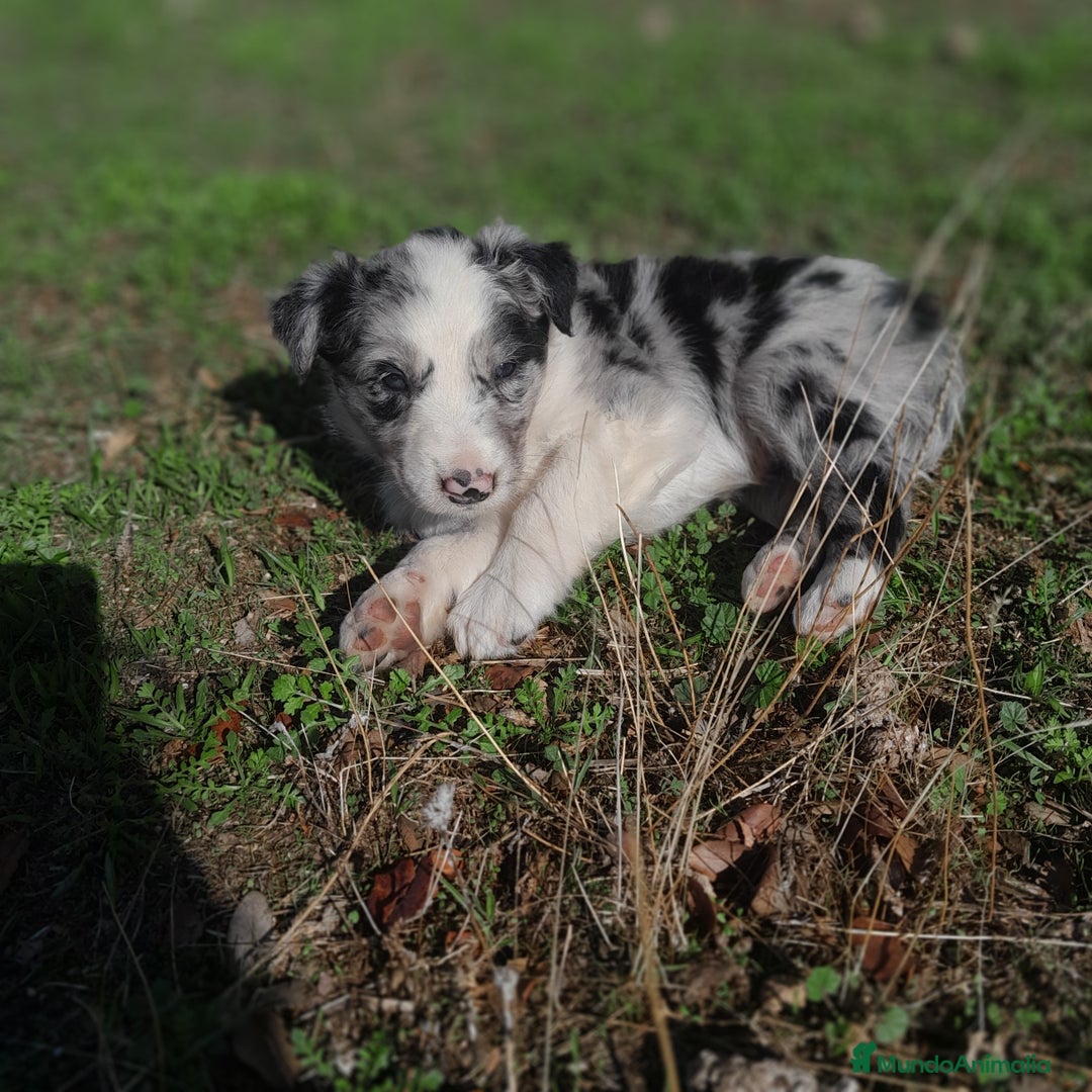 Border Collie perros en venta: BORDER COLLIE - Imagen 2