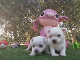 Chihuahua perros - Anuncio 7