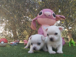 Chihuahua perros - Anuncio 3